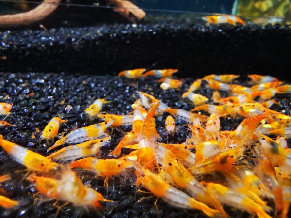 ORANGE  RILI - 1.5-2.0 CM - Image 3